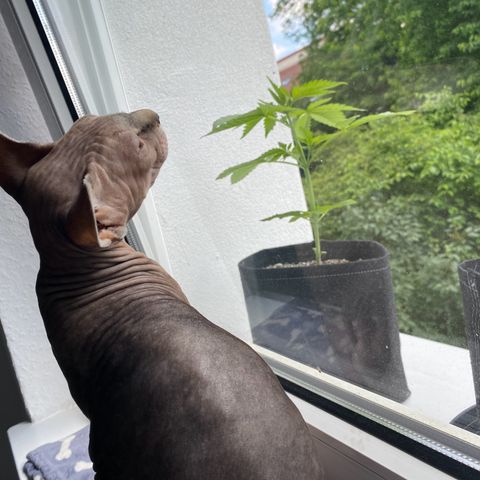 Royal Dwarf Auto growlog timeline photo