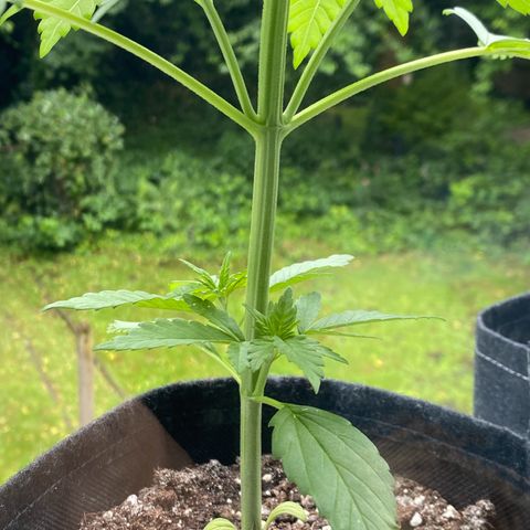Royal Dwarf Auto growlog timeline photo