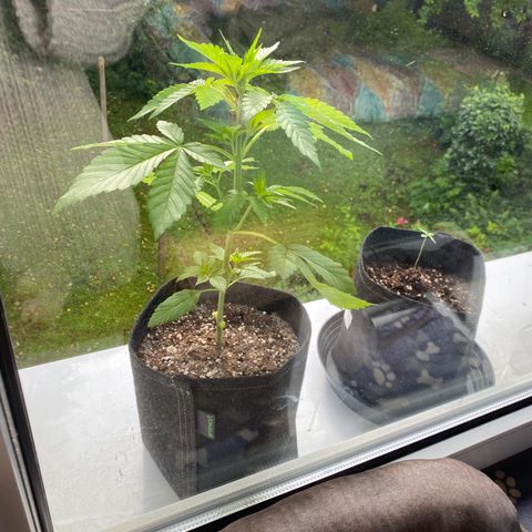 Royal Dwarf Auto growlog timeline photo