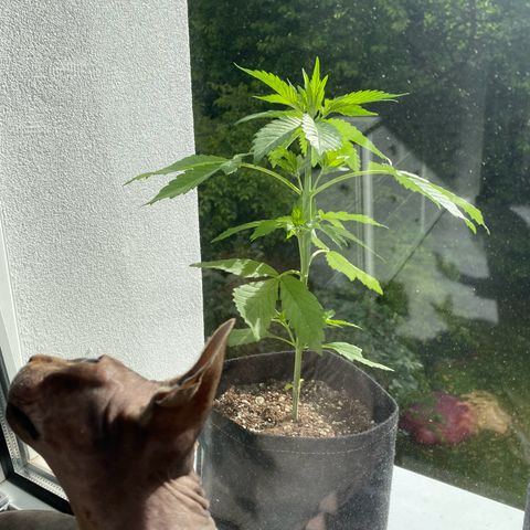 Royal Dwarf Auto growlog timeline photo