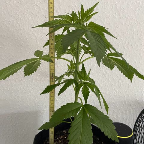 Royal Dwarf Auto growlog timeline photo