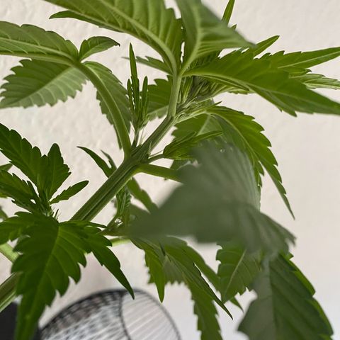 Royal Dwarf Auto growlog timeline photo