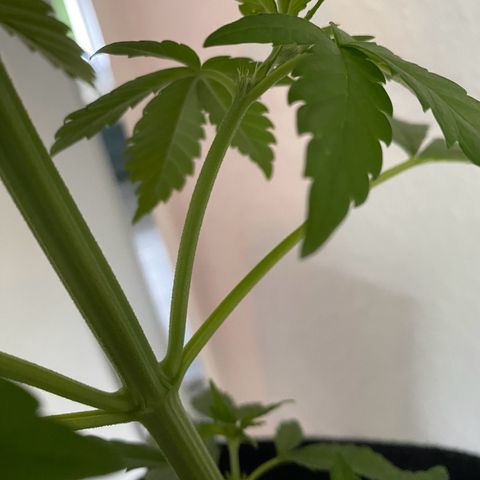 Royal Dwarf Auto growlog timeline photo