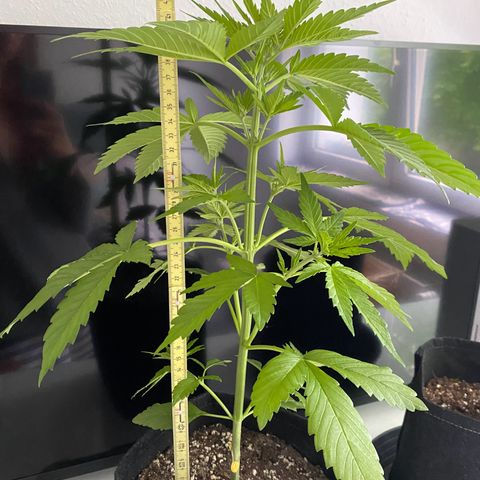 Royal Dwarf Auto growlog timeline photo