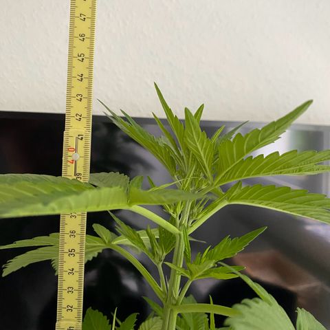 Royal Dwarf Auto growlog timeline photo