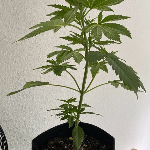 Royal Dwarf Auto growlog timeline photo