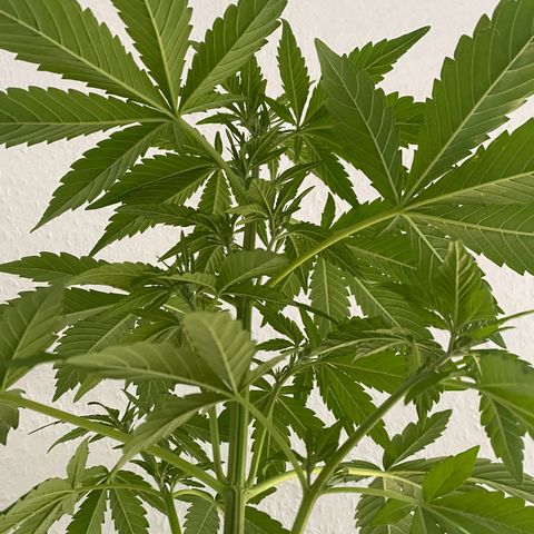 Royal Dwarf Auto growlog timeline photo