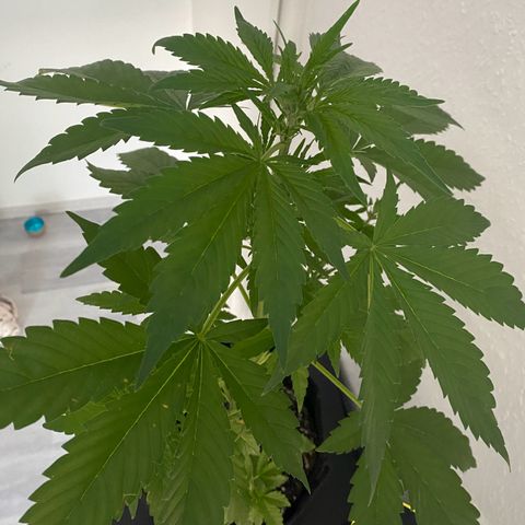 Royal Dwarf Auto growlog timeline photo