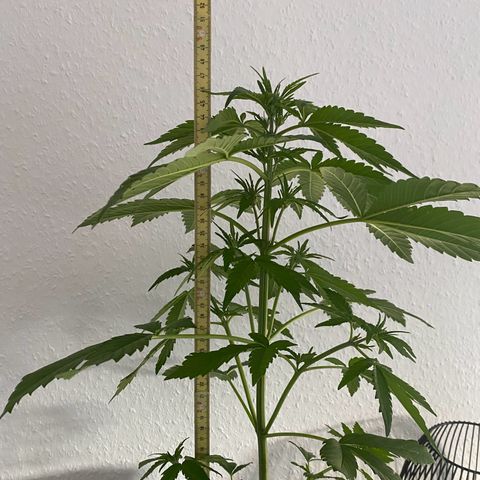 Royal Dwarf Auto growlog timeline photo
