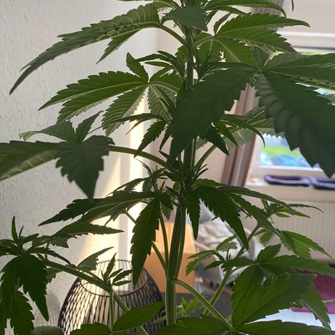 Royal Dwarf Auto growlog timeline photo