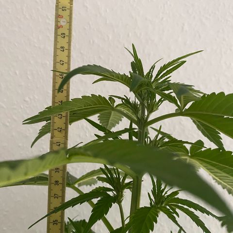 Royal Dwarf Auto growlog timeline photo