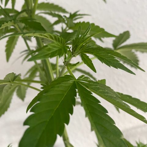 Royal Dwarf Auto growlog timeline photo