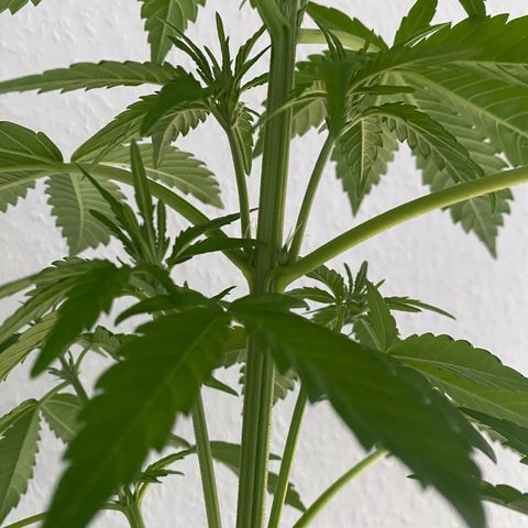 Royal Dwarf Auto growlog timeline photo