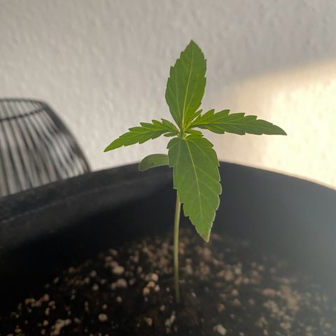 Pineapple Express growlog timeline photo