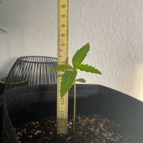 Pineapple Express growlog timeline photo