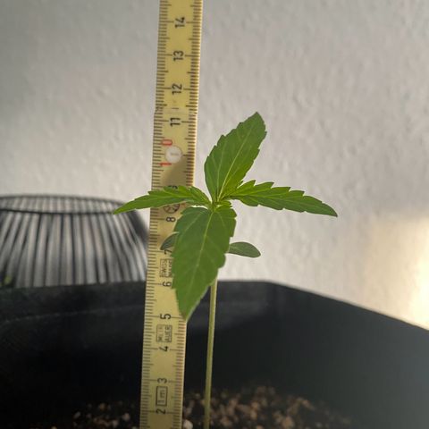 Pineapple Express growlog timeline photo