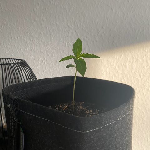 Pineapple Express growlog timeline photo