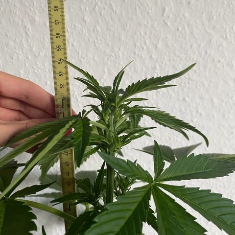Royal Dwarf Auto growlog timeline photo