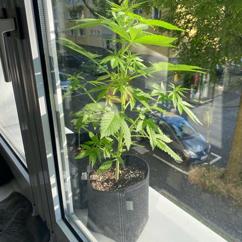 Royal Dwarf Auto growlog timeline photo