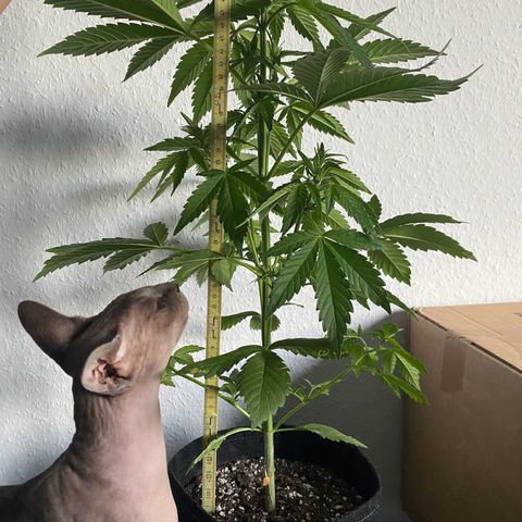 Royal Dwarf Auto growlog timeline photo