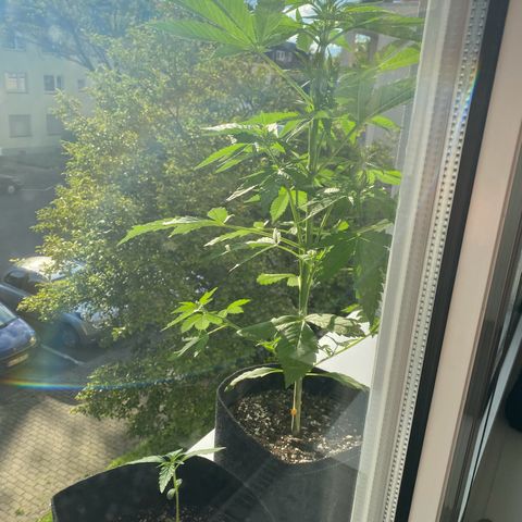 Royal Dwarf Auto growlog timeline photo