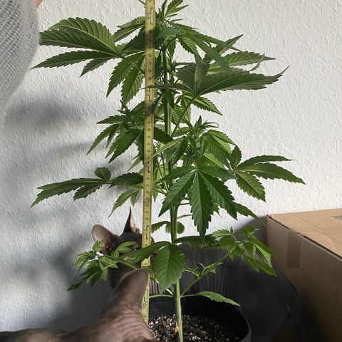 Royal Dwarf Auto growlog timeline photo