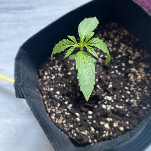 Pineapple Express growlog timeline photo