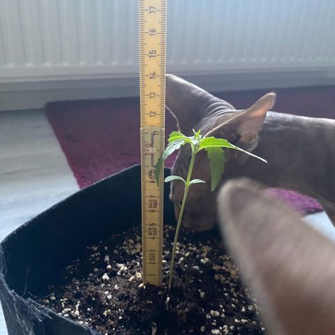 Pineapple Express growlog timeline photo