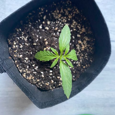 Pineapple Express growlog timeline photo