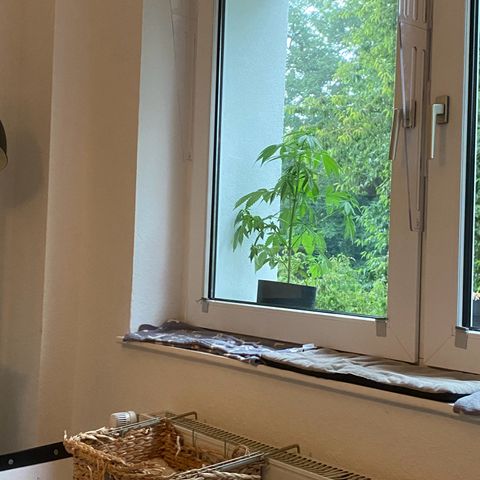 Royal Dwarf Auto growlog timeline photo