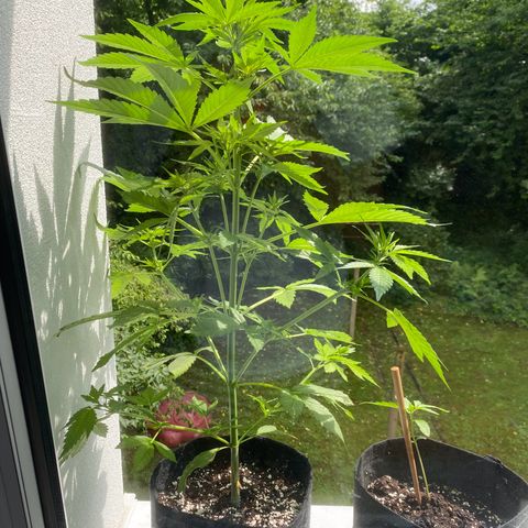 Royal Dwarf Auto growlog timeline photo