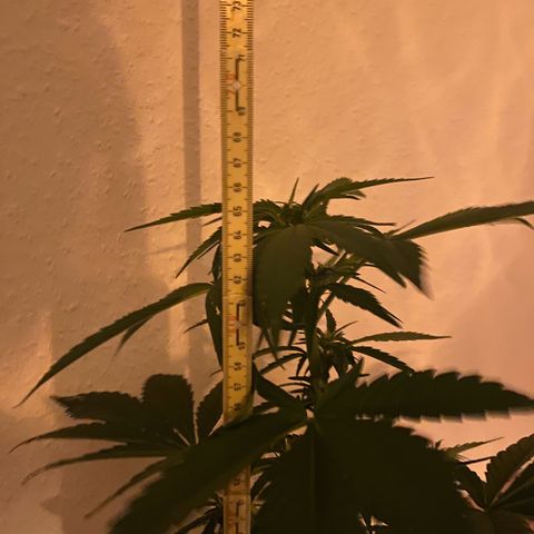 Royal Dwarf Auto growlog timeline photo