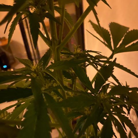 Royal Dwarf Auto growlog timeline photo