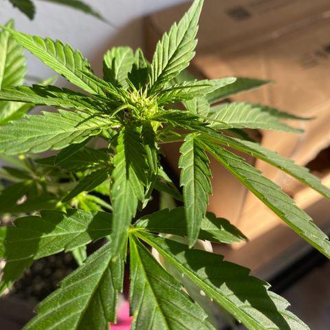 Royal Dwarf Auto growlog timeline photo