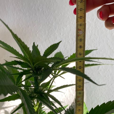 Royal Dwarf Auto growlog timeline photo