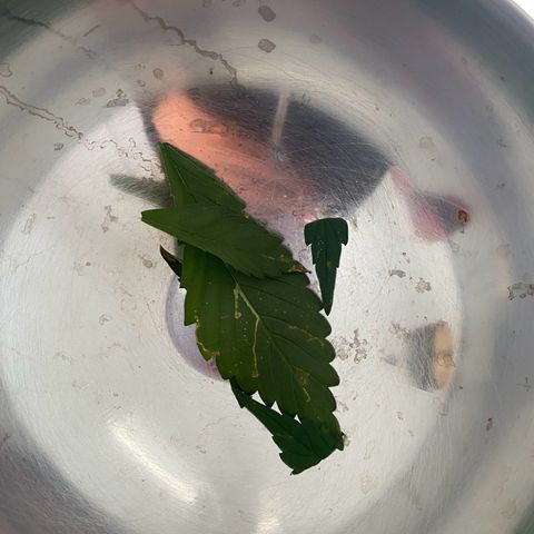 Royal Dwarf Auto growlog timeline photo