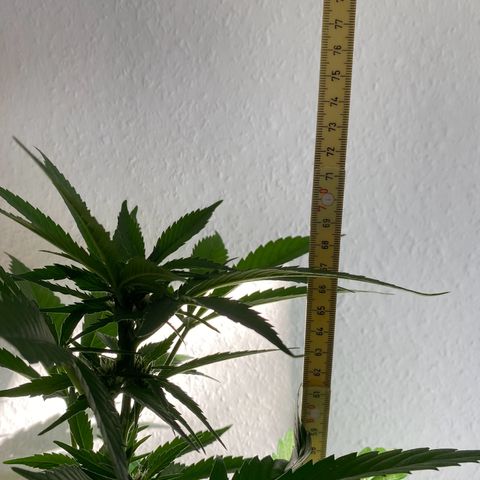 Royal Dwarf Auto growlog timeline photo