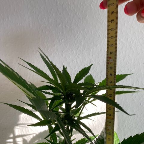 Royal Dwarf Auto growlog timeline photo