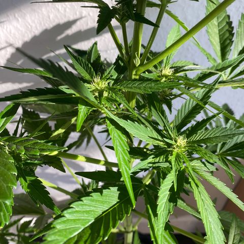 Royal Dwarf Auto growlog timeline photo