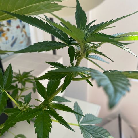 Royal Dwarf Auto growlog timeline photo