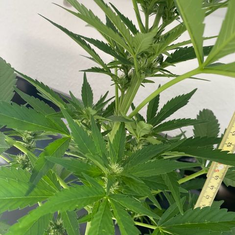 Royal Dwarf Auto growlog timeline photo