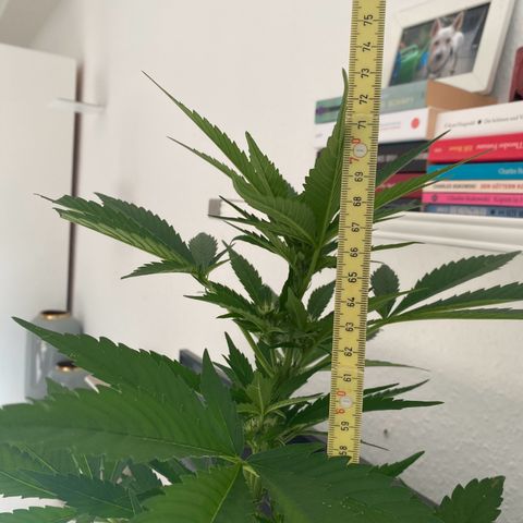 Royal Dwarf Auto growlog timeline photo