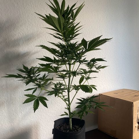 Royal Dwarf Auto growlog timeline photo