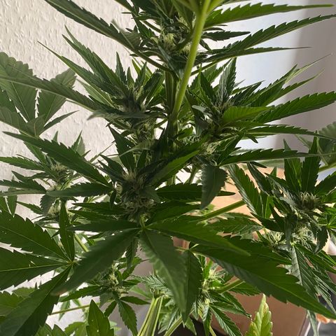 Royal Dwarf Auto growlog timeline photo