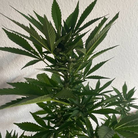 Royal Dwarf Auto growlog timeline photo