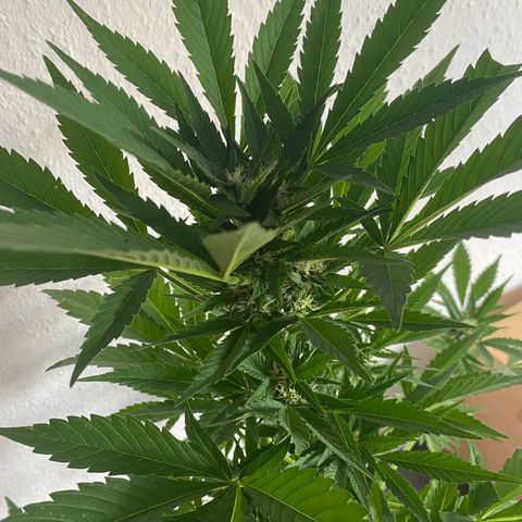 Royal Dwarf Auto growlog timeline photo