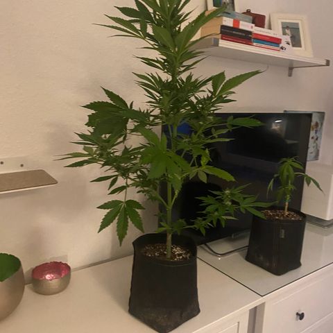Royal Dwarf Auto growlog timeline photo