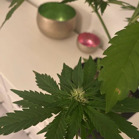 Royal Dwarf Auto growlog timeline photo