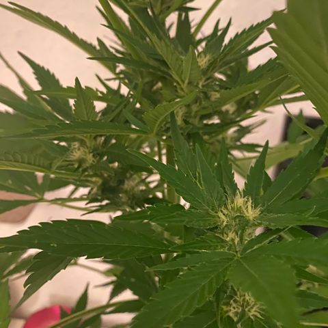 Royal Dwarf Auto growlog timeline photo