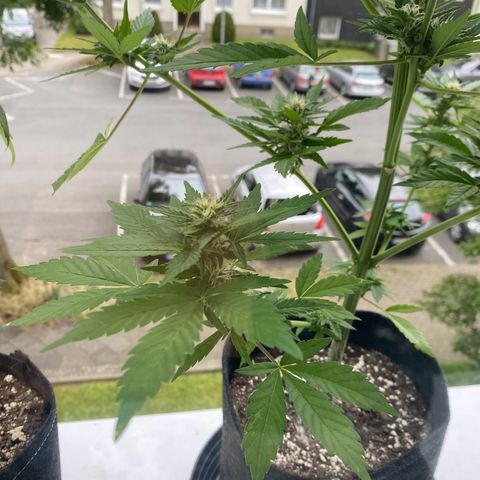 Royal Dwarf Auto growlog timeline photo